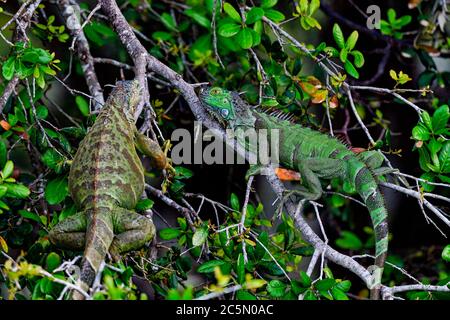 Green iguanas are resting on the tree Stock Photo