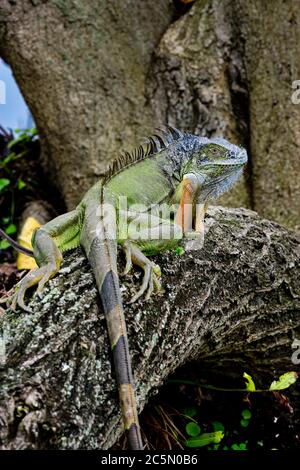 Green iguana posing on the tree trunk Stock Photo