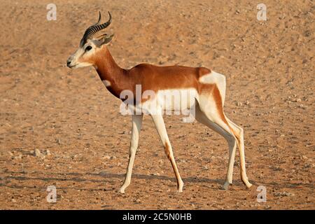 Male critically endangered dama gazelle (Nanger dama), Northern Africa Stock Photo