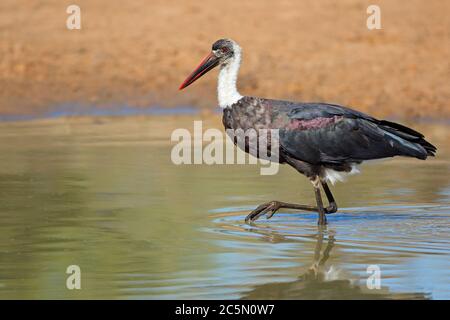 Woolly-necked stork (Ciconia episcopus) standing in shallow water, South Africa Stock Photo