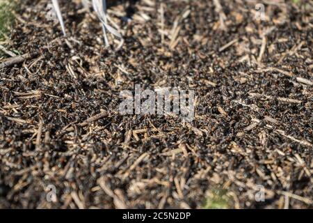 many ants close-up. A huge army of ants is building an ant hill on the field.  Stock Photo