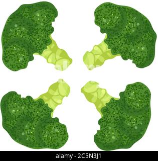 Fresh broccoli icon. Realistic illustration of fresh broccoli vector icon for web design. Stock Vector