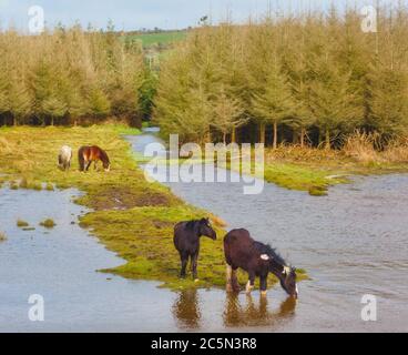 Horses on flooded land near Clonakilty, County Cork, West Cork, Republic of Ireland. Eire. Stock Photo