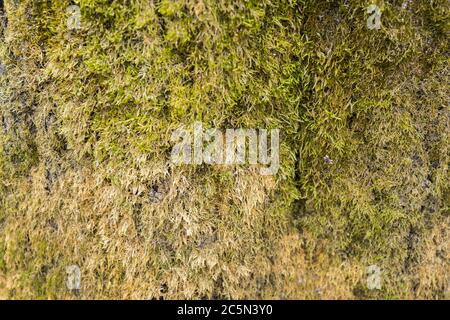 green moss texture on the background. Moss Wallpaper Stock Photo