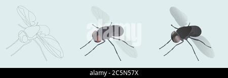 Housefly. Vector illustration in 3 styles linear, colored, realistic icons Stock Vector