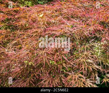 Close up with branches of Acer palmatum rubra or japanese maple tree Stock Photo