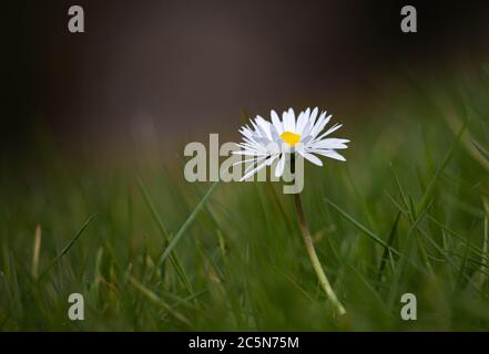 A Daisy in a field of grass Stock Photo