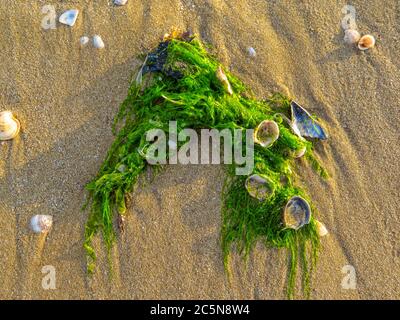 Green algae on a sandy beach after a storm Stock Photo