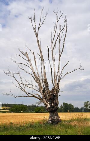 Big tree lonely with no leafs in a yellow wheat field extends his branches on a grey cloudy sky Stock Photo