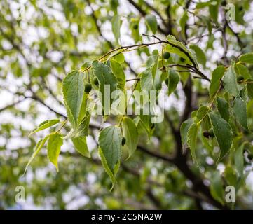 Leaves and fruits of European nettle tree (Celtis australis) Stock Photo
