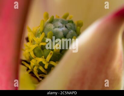 A Protea flower up close Stock Photo