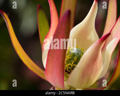 A Protea flower up close Stock Photo