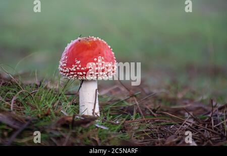 A little Fly Agaric Toadstool in the bush under a tree Stock Photo