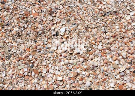 Natural background. Pebbles and seashells on a sandy beach Stock Photo