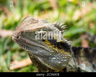 Eastern Water Dragon - Intellagama lesueurii Stock Photo