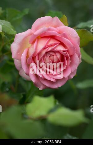 Rose Jubilee Celebration. Jubilee celebration roses in the garden Stock Photo