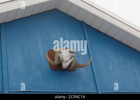 Musk ox hunter's trophy skull displayed above his front door. Stock Photo