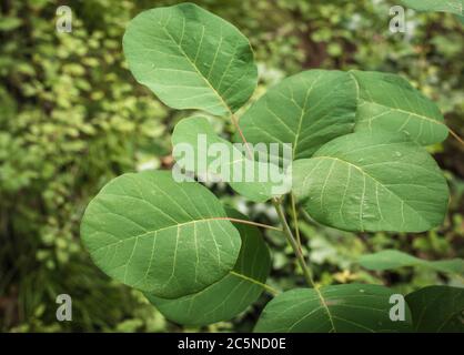 leaves of the Cotinus coggygria in spring. Smoke bush. Close-up of green leaves on branches of the tree. Stock Photo