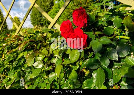 bush rose winding over a wooden fence with red blooming buds close-up. Stock Photo