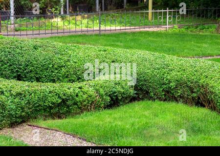hedge of boxwood sheared form of landscape design of eco-friendly green plants. Stock Photo