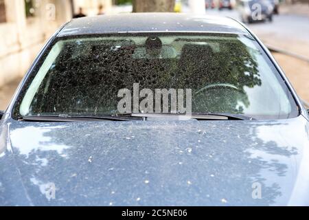 the windshield of a dirty car in stains and drops of dirt after a rain, front view of the window with wipers. Stock Photo