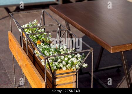 Designer flowerpot made of iron tubular frame with green flowers and white blossoms at the wooden table of an outdoor cafe, close up nobody. Stock Photo