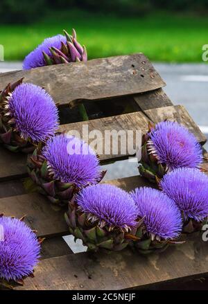 Artichoke flowers on sale in Austrian countryside Stock Photo