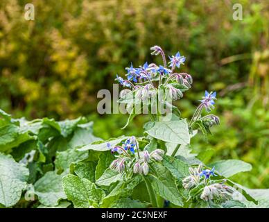 Blue, star-shaped flowers of borage (Borago officinalis) grow at a workshop on foraging and cooking with wild herbs in Grevenbroich, Germany. The plant's leaves and flowers are edible and have a mild cucumber-like flavour. Stock Photo