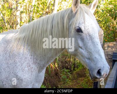 Close-up photography of the head of a fleabitten gray mare, captured near the colonial town of Villa de Leyva, in the Central Boyacá Province, part of Stock Photo