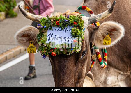 Ceremonial driving down of cattle from the mountain pastures into the valley in autumn, Hittisau, Austria Stock Photo