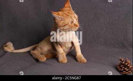 Young fashionably trimmed ginger cat warily looks away on gray background, Horizontal format Stock Photo