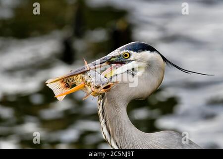 Breakfast is served for the Great Blue Heron Stock Photo