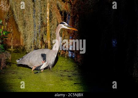 Great blue heron, hunter in the shadows. Stock Photo