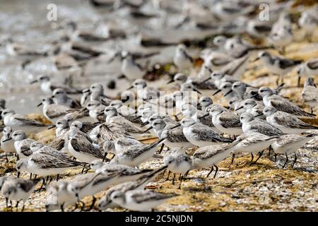 Floc of wintering Sanderlings are feeding on the beach Stock Photo