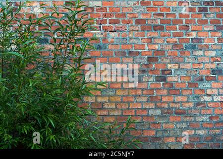 A Bush with bright green leaves grows near a high wall of red, orange, and dark gray bricks. Stock Photo