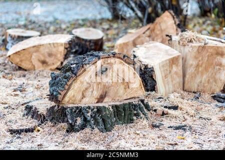 The consequences of cutting old wood remains of wood in the form of hemp and sawdust. Stock Photo