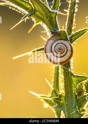 Small snail resting on thistle plant in setting sun tranquil still life Stock Photo