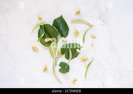 Linden flowers and leaves on a white marble table as background Stock Photo