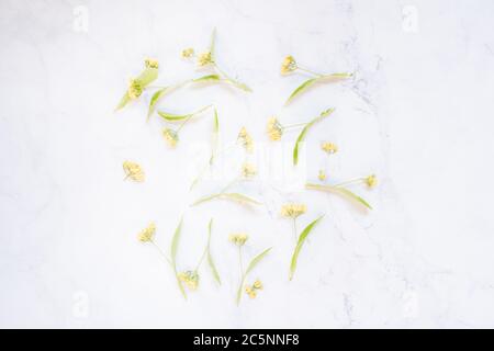 Linden flowers on a white marble table as background Stock Photo