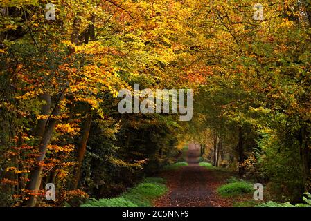 Golden autumn colours in woodland near Bagshot, Surrey Stock Photo