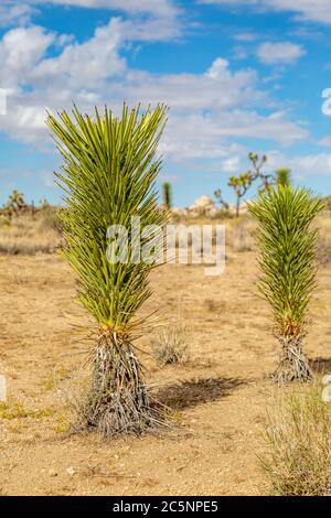 Young Joshua trees growing in the desert, in Joshua Tree National Park Stock Photo