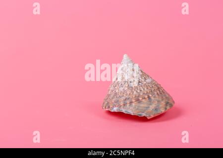 Spiral shell closeup on pink background Stock Photo