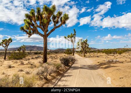 A narrow dusty road through Joshua Tree National Park in California Stock Photo