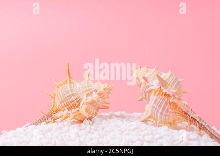 Spiral shell closeup on pink background Stock Photo