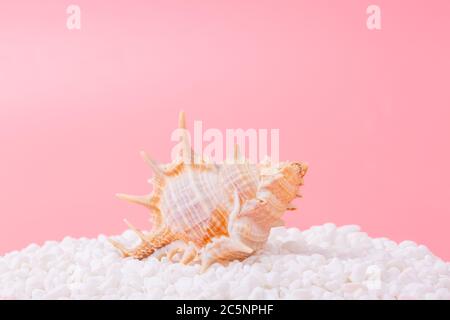 Spiral shell closeup on pink background Stock Photo