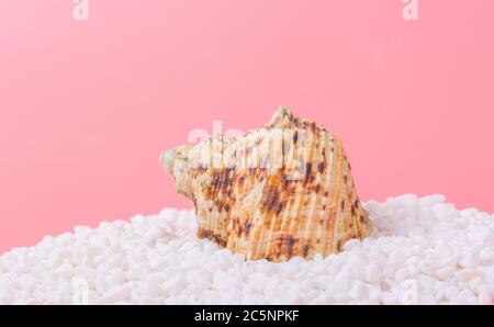 Spiral shell closeup on pink background Stock Photo