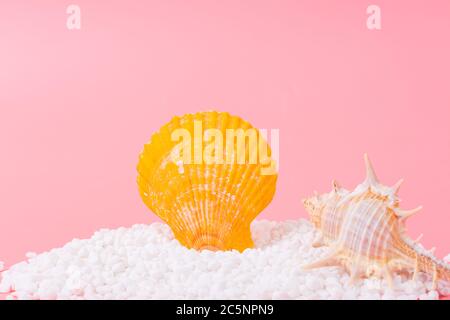 Spiral shell closeup on pink background Stock Photo