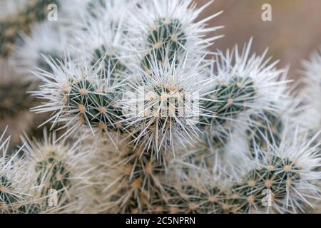 A close up of a Cholla Cactus, in Joshua Tree National Park Stock Photo