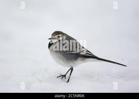 A juvenile pied wagtail stands in the snow, in a Hampshire garden, UK. Stock Photo