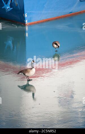 Two Canada geese walk atop frozen Lake Michigan in Chicago, Illinois, USA Stock Photo